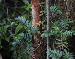 Image of Campsidium valdivianum Skottsb.