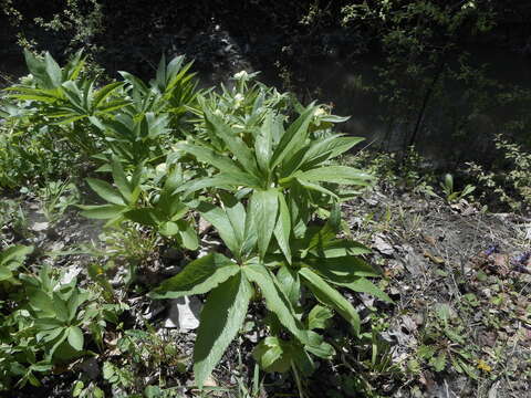 Image of Helleborus viridis subsp. viridis L.