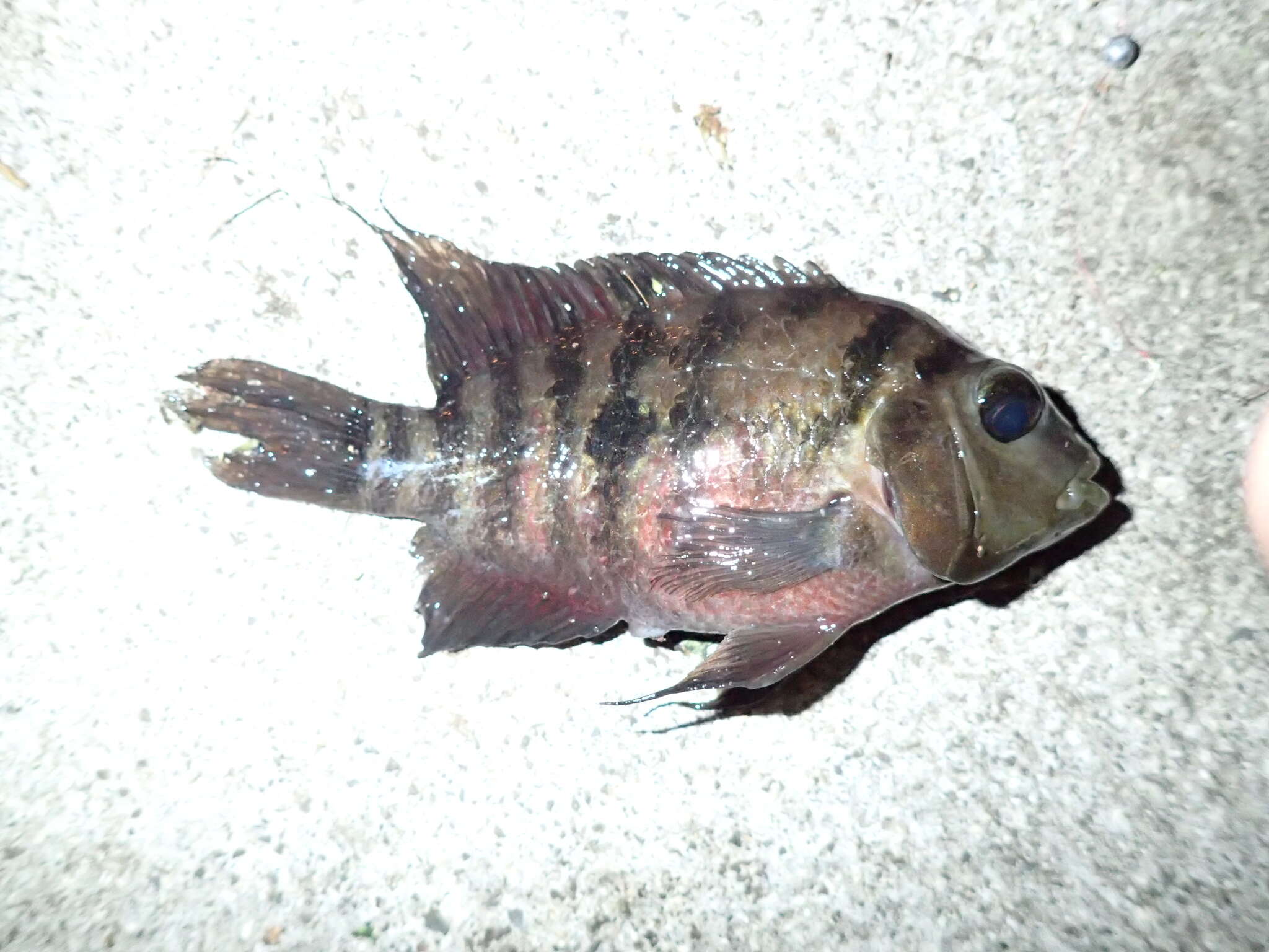 Image of Amatitlán Cichlids