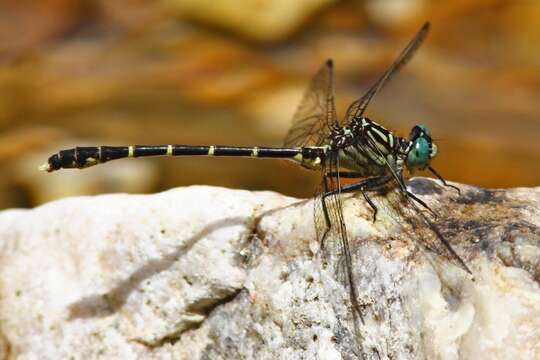 Image of Stylogomphus sigmastylus Cook & Laudermilk 2004