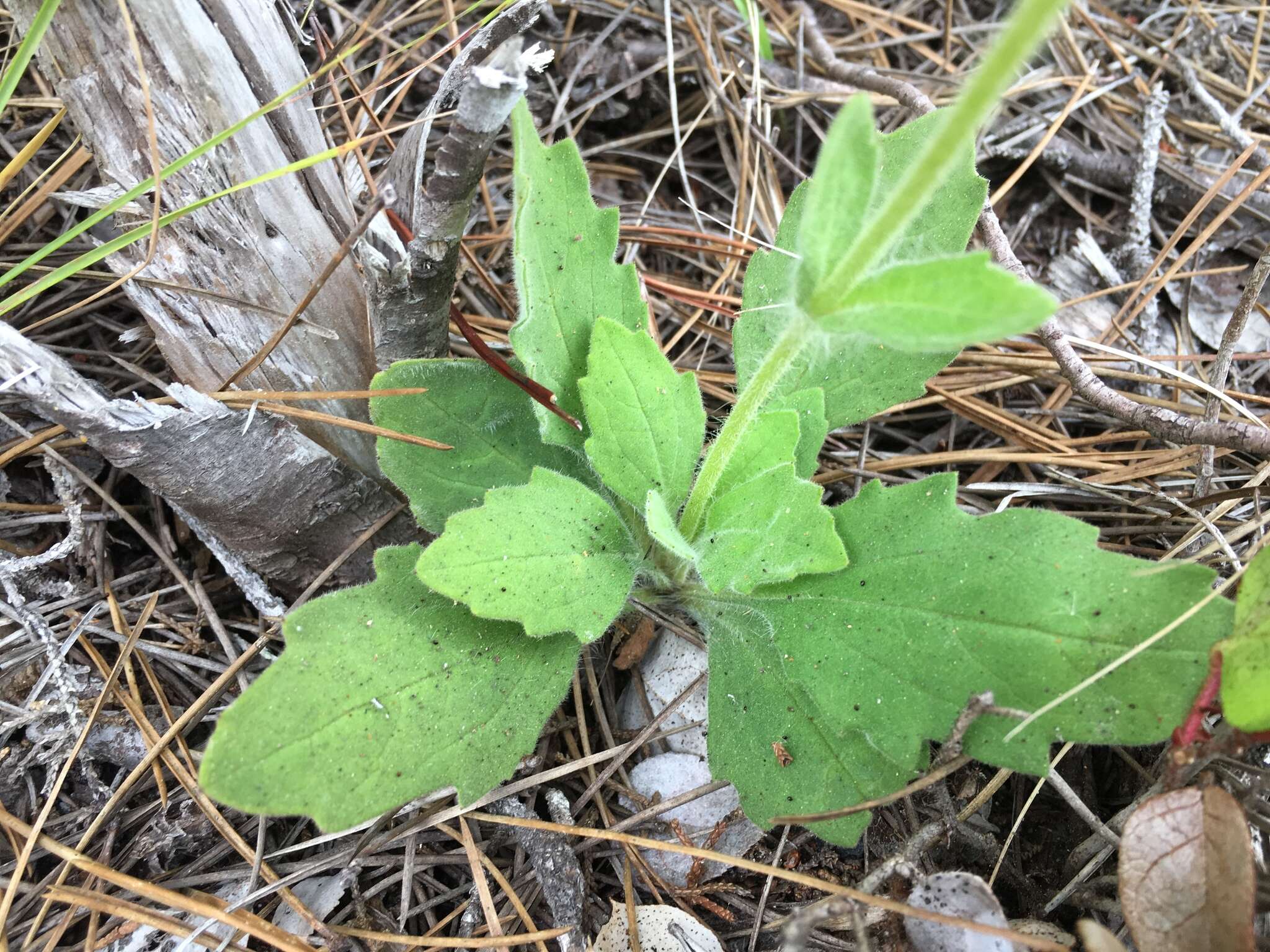 Image of rayless arnica