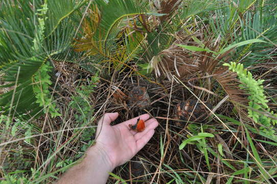 Image of Dwarf Cycad