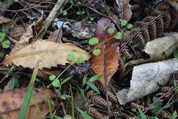 Imagem de Stellaria parviflora Banks & Soland. ex Hook. fil.