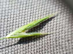 Image of fringed brome