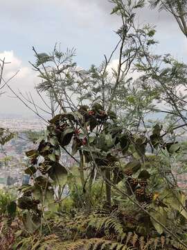 Image of Smilax tomentosa Kunth