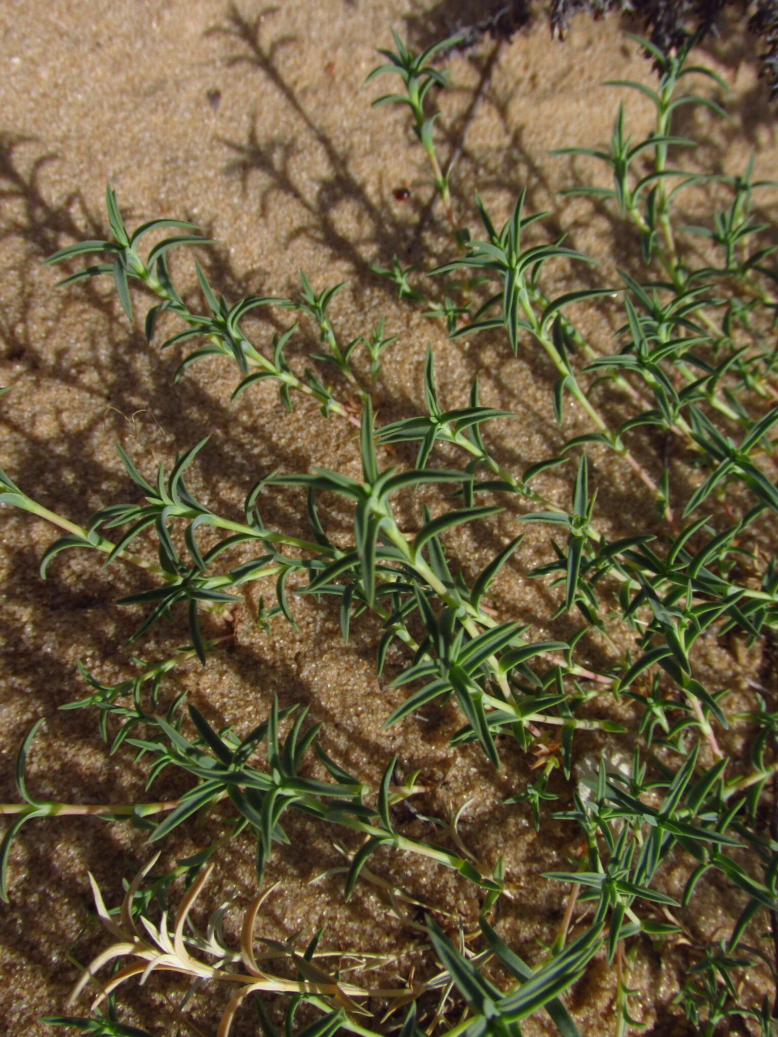 Dianthus squarrosus Bieb.的圖片