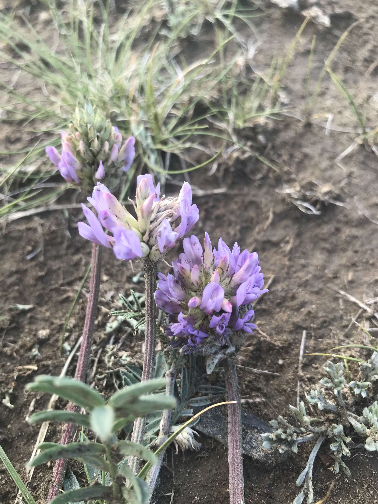 Image of prairie milkvetch