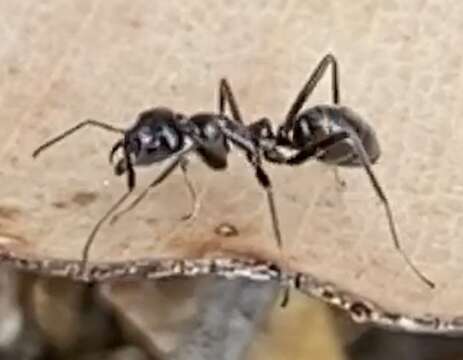 Image of Iridomyrmex conifer Forel 1902