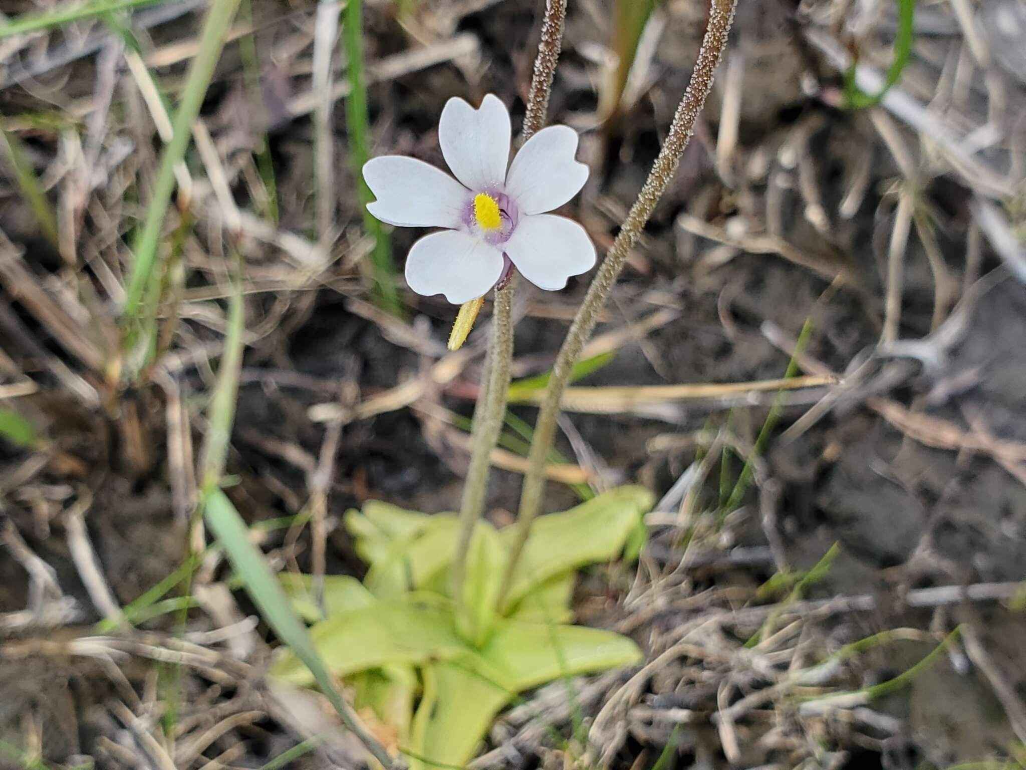 Image of violet butterwort