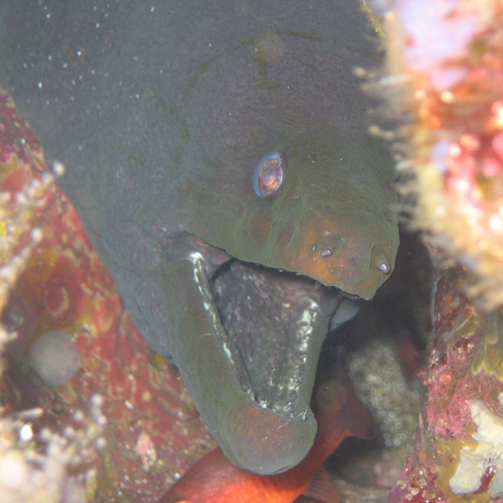 Image of Chestnut moray