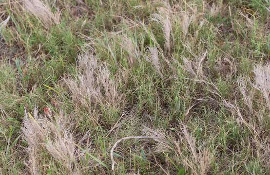 Imagem de Muhlenbergia utilis (Torr.) Hitchc.