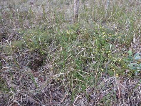 Image of Hibbertia vestita A. Cunn. ex Benth.