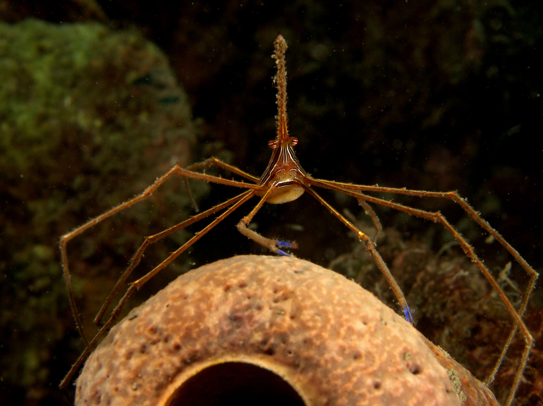 Image of Yellowline Arrow Crab