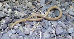 Image of Plains Blackhead Snake