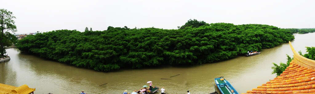 Image of Chinese banyan