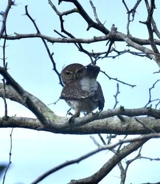 Image of Cuban Pygmy Owl