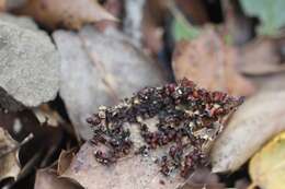 Image of Egg-shell Slime Mould