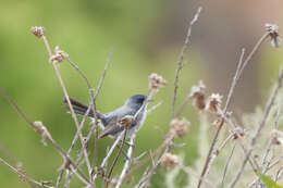 Image of California Gnatcatcher