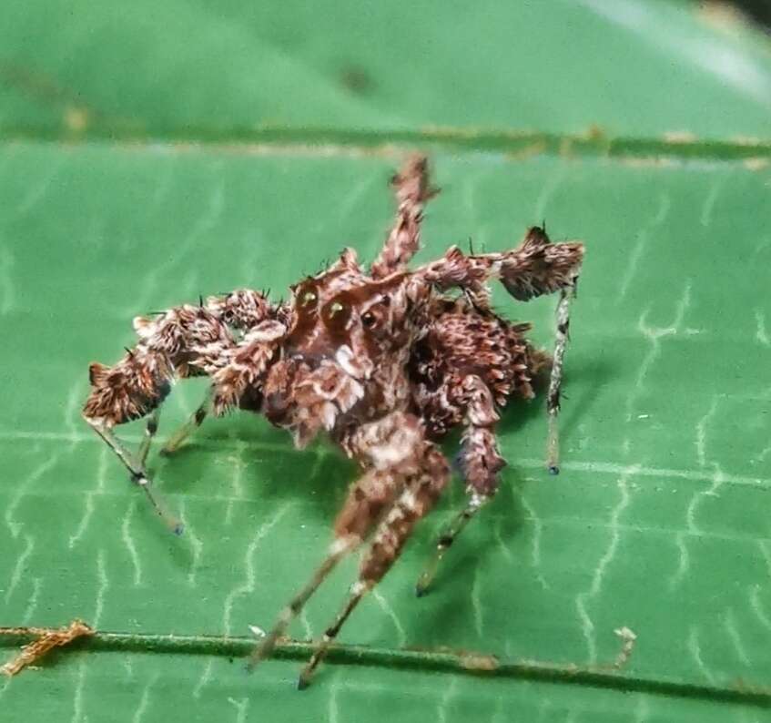 Image of Fringed Jumping Spider