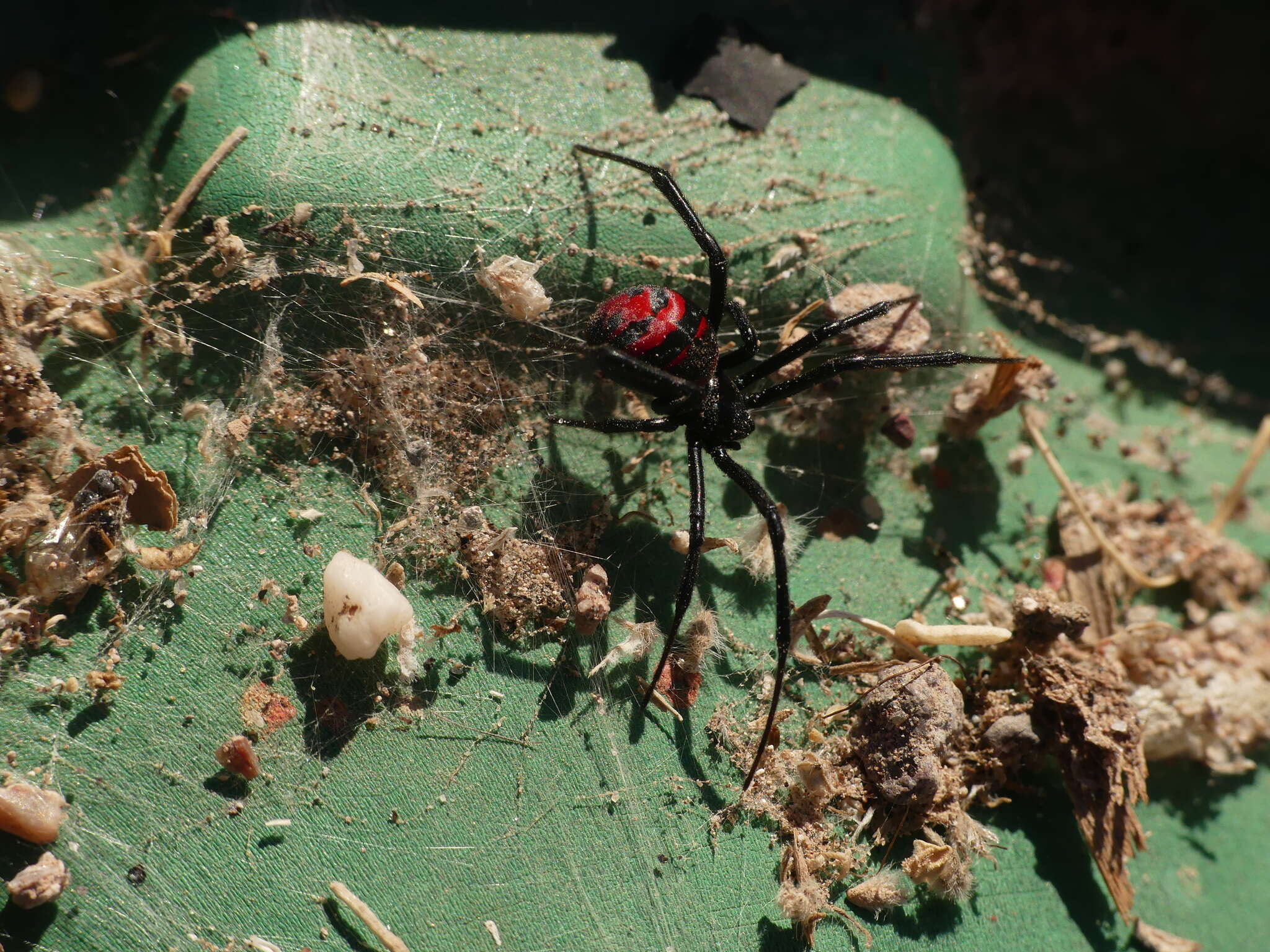 Latrodectus thoracicus Nicolet 1849的圖片