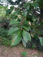 Image de Ficus benjamina L.