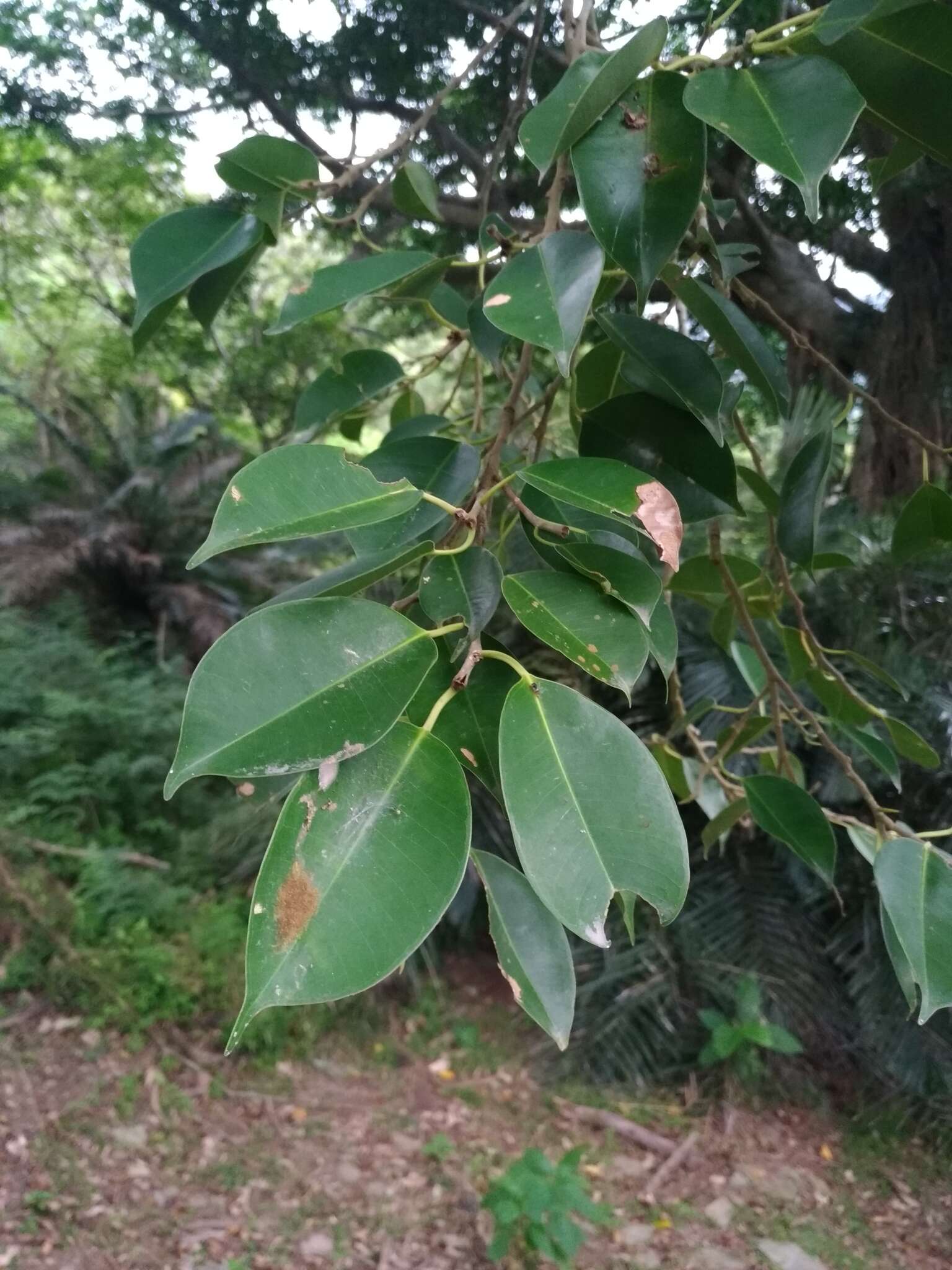 Image de Ficus benjamina L.