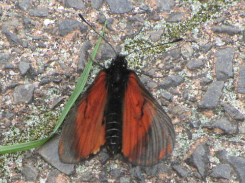 Image de Acraea acara Hewitson 1865