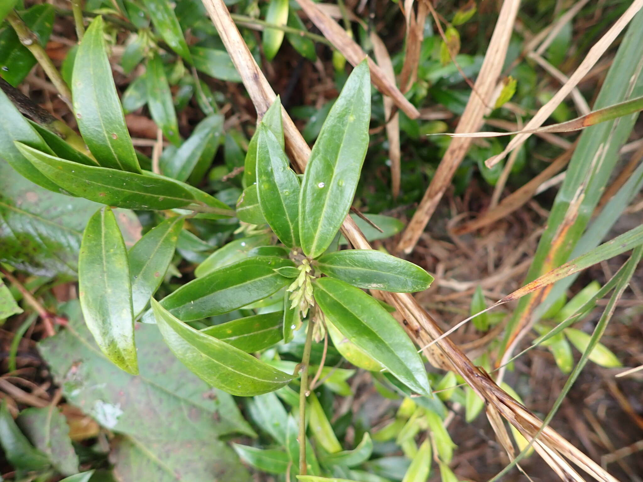 Image of Sarcococca hookeriana var. digyna Franch.