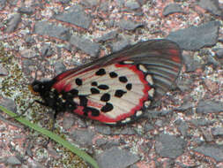 Image de Acraea acara Hewitson 1865