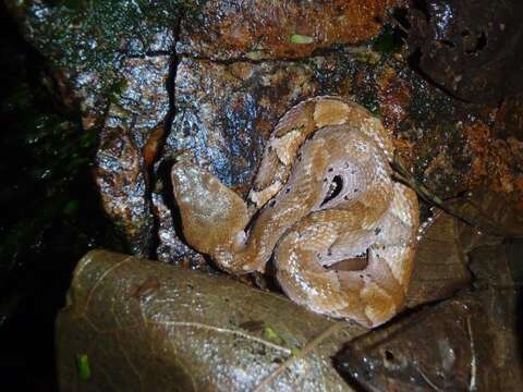 Image of Bothrocophias microphthalmus (Cope 1875)