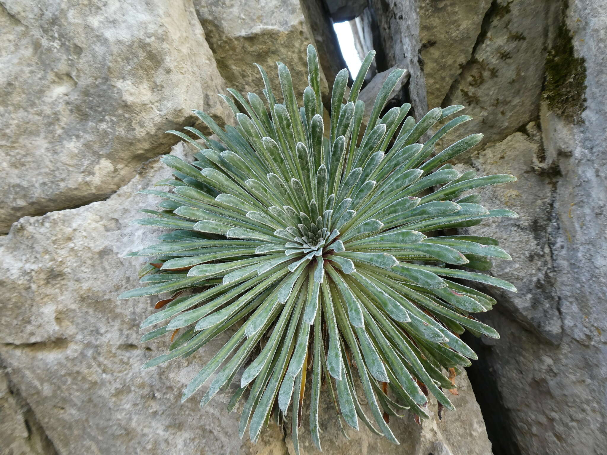 Imagem de Saxifraga longifolia Lapeyr.