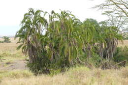 Image of Senegal date palm