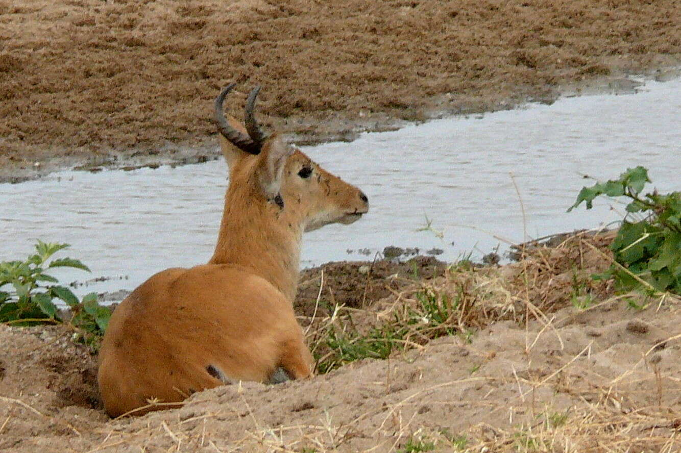 Image of Bohor Reedbuck