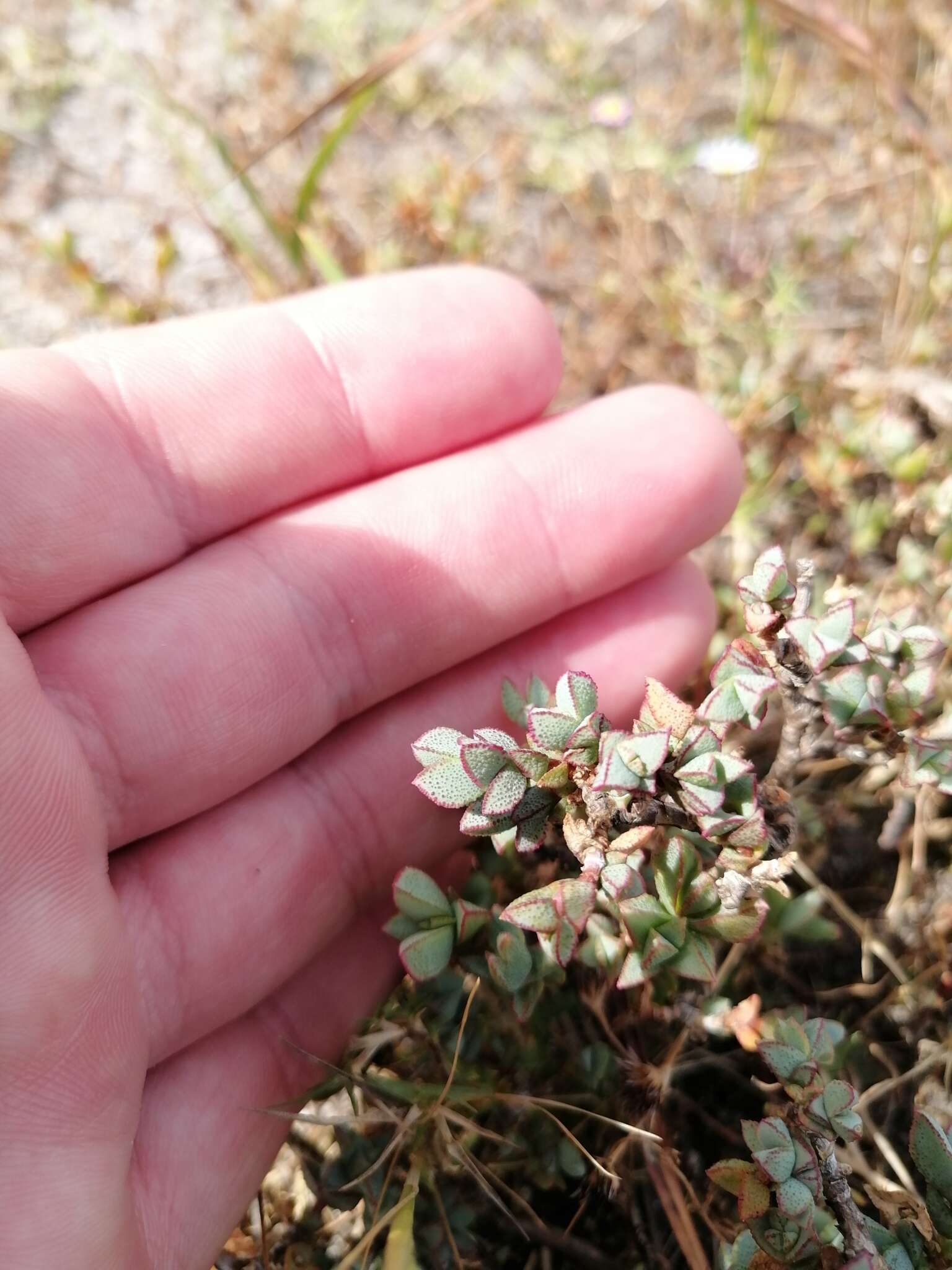 صورة Lampranthus glaucus (L.) N. E. Br.