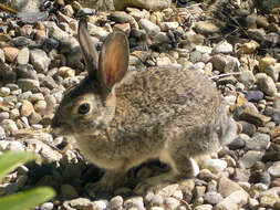 Image of Audubon's Cottontail