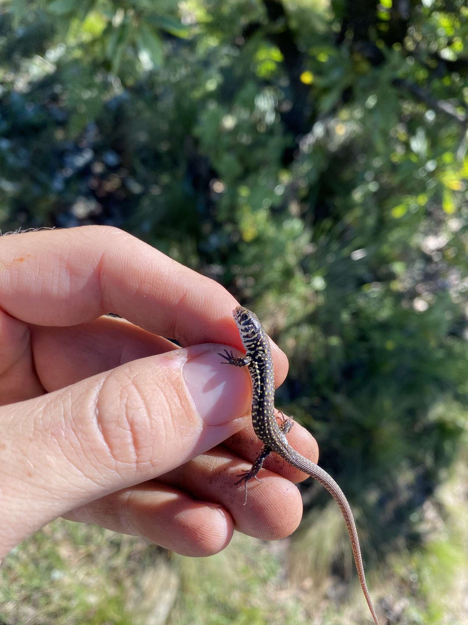 Image of Spotted Sandveld Lizard