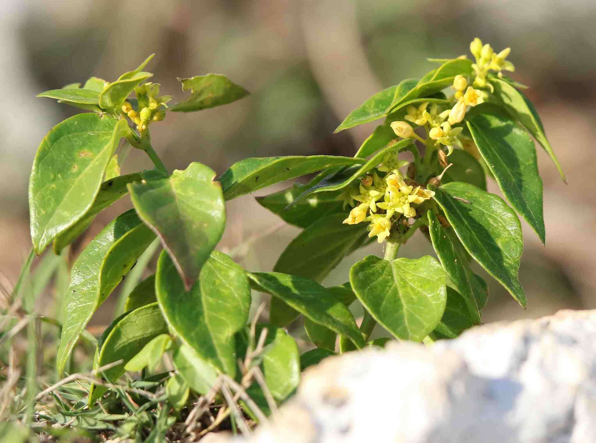 Image of Vincetoxicum hirundinaria subsp. adriaticum (G. Beck) Markgr.