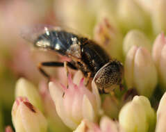 صورة Eristalinus aeneus (Scopoli 1763)