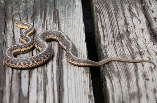 Image of Common Garter Snake