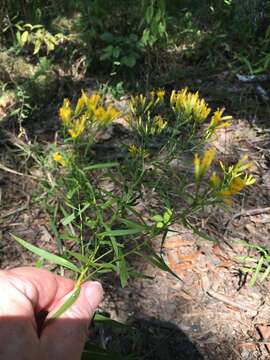 Image de Euthamia leptocephala (Torr. & A. Gray) Greene