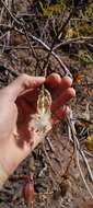 Imagem de Cochlospermum regium (Mart. & Schr.) Pilger