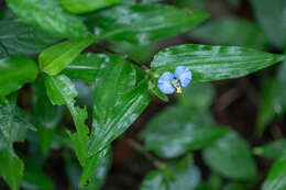 Image of Commelina auriculata Blume