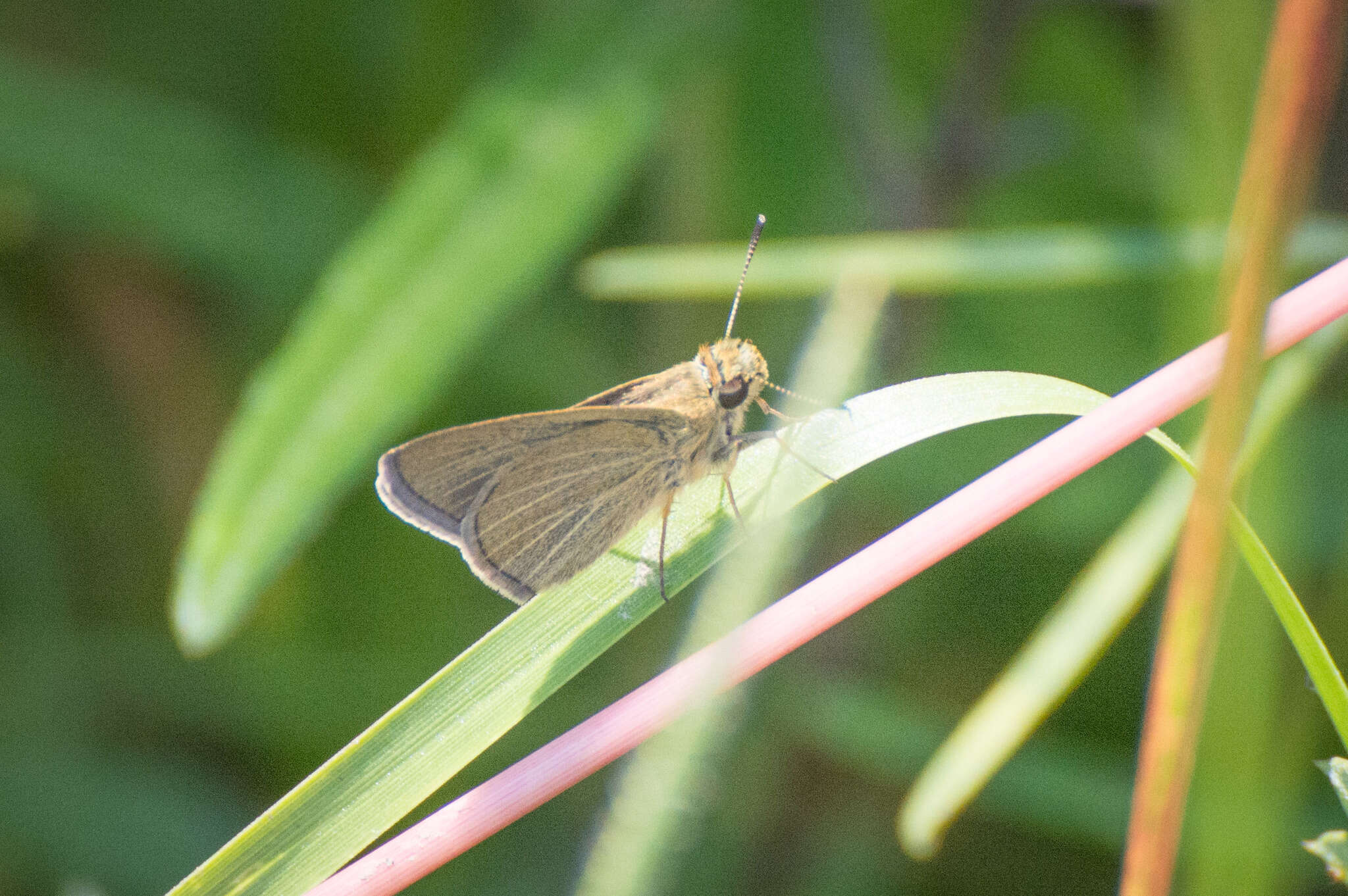 Image of Swarthy Skipper