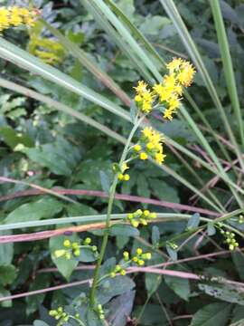 Image of roundleaf goldenrod