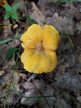 Imagem de Cantharellus appalachiensis R. H. Petersen 1971