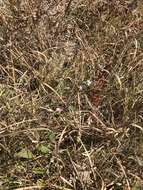 Image of wavyleaf aster