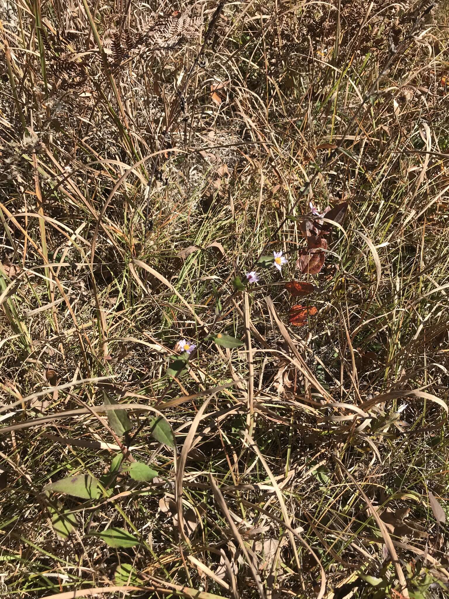 Image of wavyleaf aster