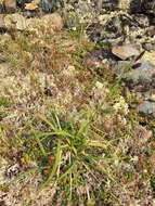 Image of darkbrown sedge