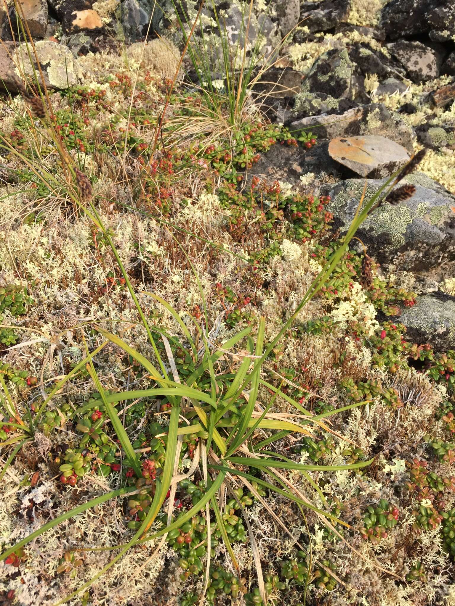 Image of darkbrown sedge