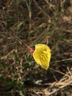 Imagem de Oenothera pubescens Willdenow ex Spreng.